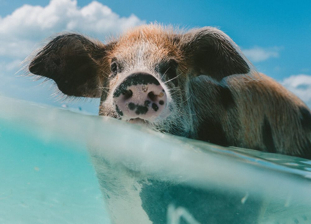 Floating Pig